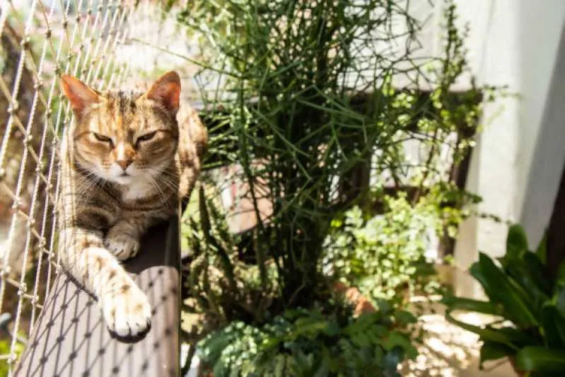 rede de proteção para gatos