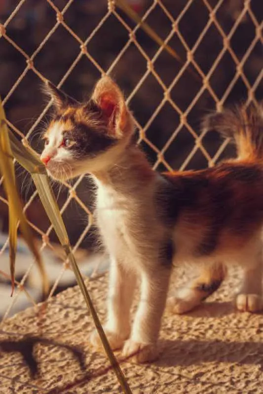 rede para proteção de gatos